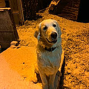 Flash participe au concours pour gagner de l'argent avec cette photo : dog, golden_retriever, snow, night, outdoor, pet, animal, cold, winter, sitting, canine, fur, collar, pathway, shadow, grass, wood, rustic, quiet, calm