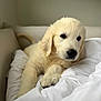 puppy, golden_retriever, dog, pet, cute, fluffy, indoor, blanket, couch, relaxing, fur, animal, white, beige, young, portrait, paw, face, comfort, home