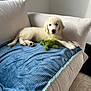 Flash participe au concours pour gagner de l'argent avec cette photo : puppy, golden_retriever, dog, couch, blanket, plush_toy, indoor, pet, resting, cozy, beige, blue, green, floor, tile, window_light, cute, young_dog, fur, relaxed