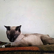 Silver joined the competition — help win amazing prizes! cat, siamese_cat, pet, feline, animal, whiskers, fur, blanket, resting, indoor, wall, sleepy, portrait, paw, lounging, domestic_cat, mammal, closeup, cozy, bedding