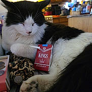 Korbin joined the competition — help win amazing prizes! cat, black_and_white_cat, paw, fur, whiskers, candy_box, packaging, kitchen, cabinetry, countertop, indoor, sleeping, relaxed, close_up, domestic_pet, leopard_print_scrunchie, bottles, stove, warm_lighting, clutter