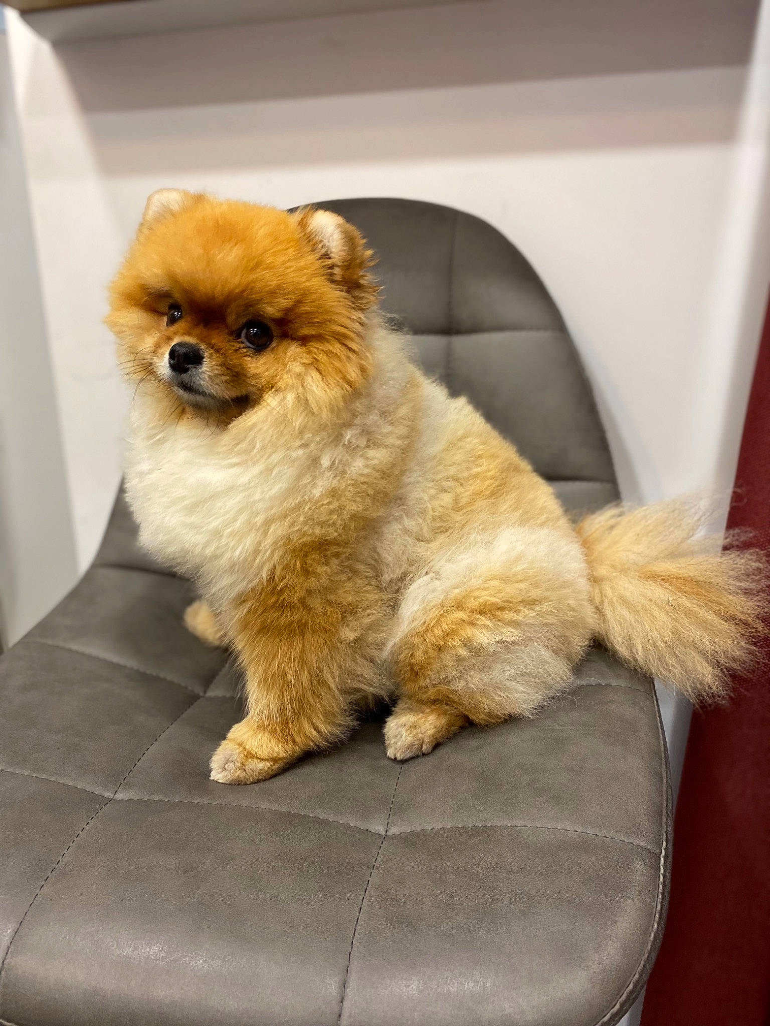 Punky participe au concours pour gagner de l'argent avec cette photo : canidae, carnivore, companion_dog, dog, dog_breed, fawn, fur, german_spitz, non_sporting_group, snout, spitz, sporting_group, tail, terrestrial_animal, toy, toy_dog, whiskers, windscreen_wiper, working_animal