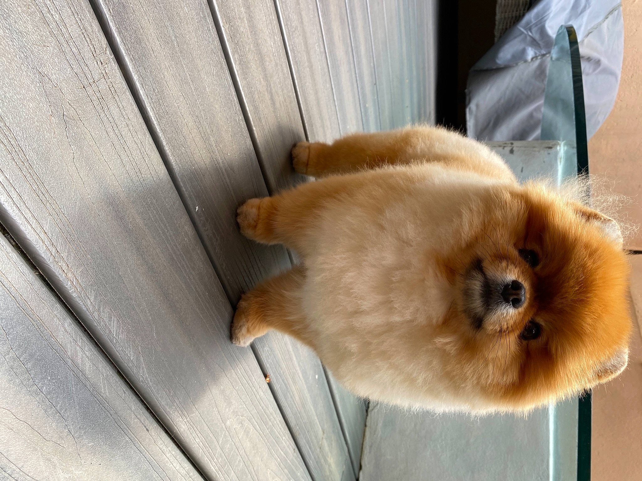 Punky a rejoint le concours — aidez-le/la à gagner de superbes lots ! balinese, birman, canidae, carnivore, cat, companion_dog, dog_breed, fawn, felidae, fur, hardwood, plastic_bag, siamese, small_to_medium_sized_cats, snout, sporting_group, tail, thai, whiskers, wood