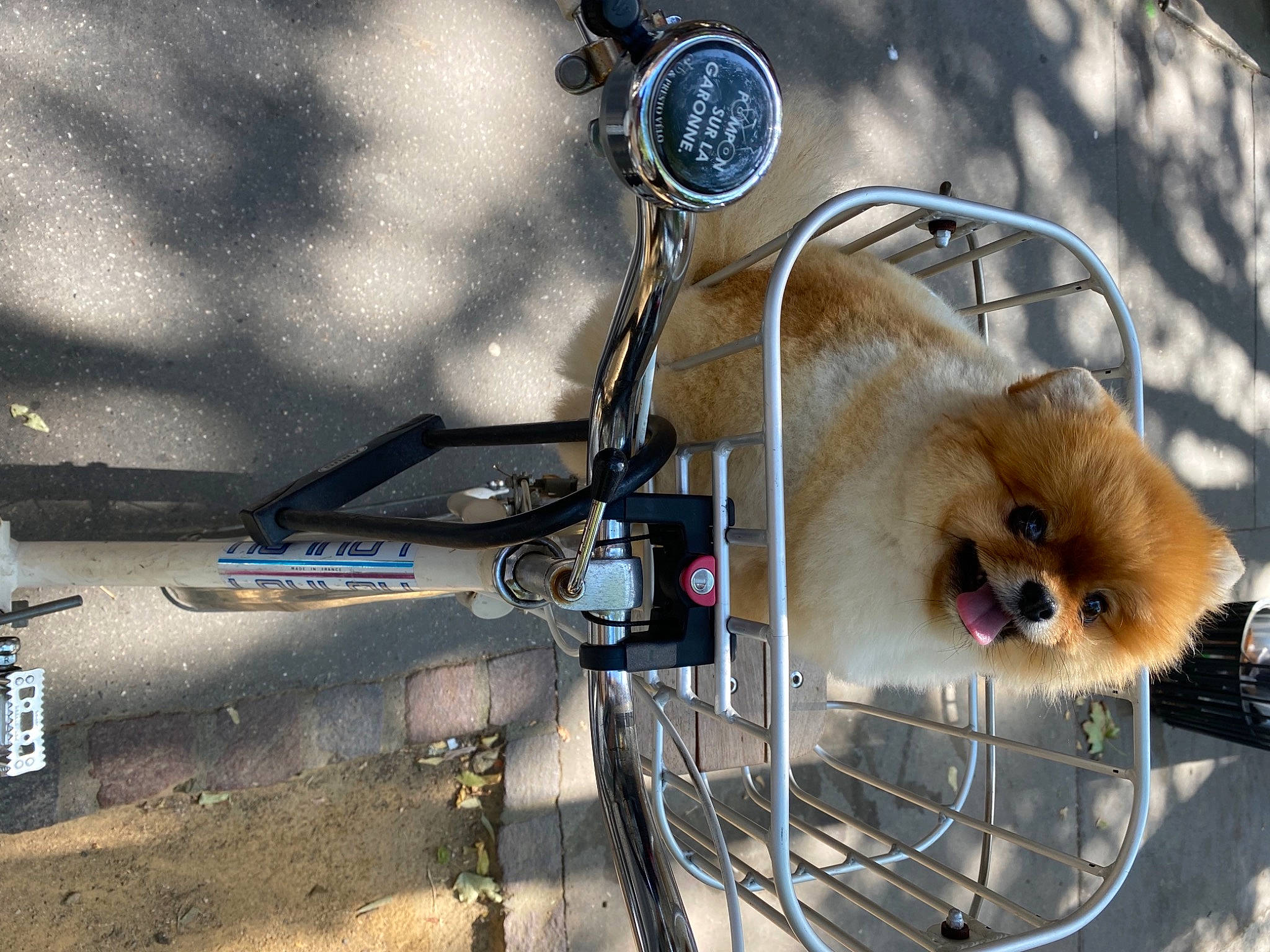 Punky participe au concours pour gagner de l'argent avec cette photo : asphalt, auto_part, automotive_exterior, automotive_lighting, automotive_mirror, automotive_tire, bicycle_handlebar, bicycle_tire, carnivore, companion_dog, dog, fender, gas, german_spitz, headlamp, hood, motor_vehicle, rim, spitz, vehicle