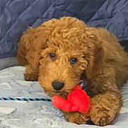 Dakota is registered to the contest to win money with this photo: puppy, dog, toy, blanket, curly_fur, brown, pet, indoor, cute, playful, animal, fur, paw, closeup, young, companion, resting, soft, looking, domestic