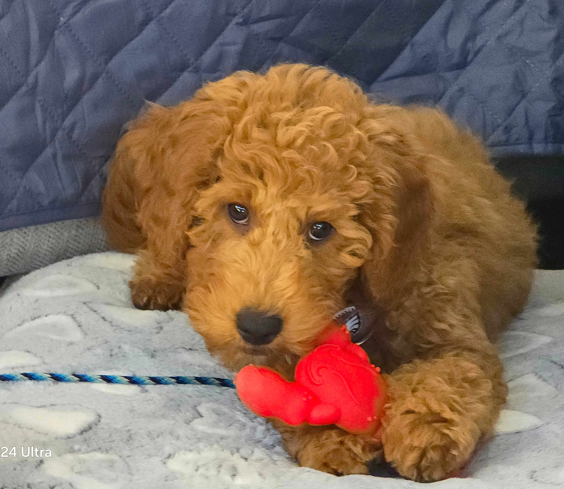 Dakota is registered to the contest to win money with this photo: puppy, dog, toy, blanket, curly_fur, brown, pet, indoor, cute, playful, animal, fur, paw, closeup, young, companion, resting, soft, looking, domestic