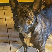 Mila a rejoint le concours — aidez-le/la à gagner de superbes lots ! dog, brindle_coat, ears, tile_floor, indoor, yellow_wall, curious, pet, animal, brown, black, standing, looking, fur, canine, domestic, house, room, cord, furniture