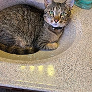 Dora is registered to the contest to win money with this photo: cat, tabby, sink, bathroom, faucet, countertop, green_eyes, curious, pet, domestic_animal, fur, whiskers, collar, reflection, tile_floor, soap, bottle, indoor, resting, animal