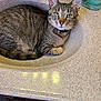 cat, tabby, sink, bathroom, faucet, countertop, green_eyes, curious, pet, domestic_animal, fur, whiskers, collar, reflection, tile_floor, soap, bottle, indoor, resting, animal