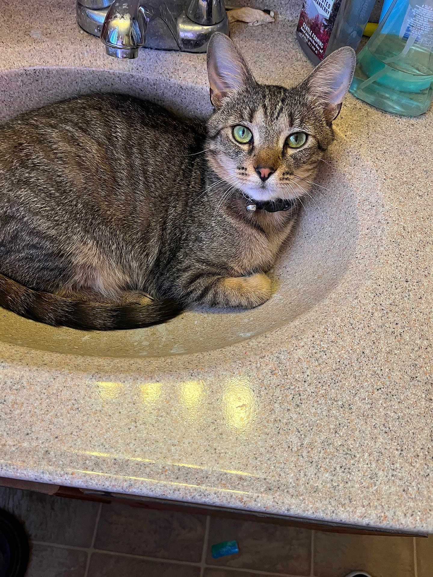 Dora is registered to the contest to win money with this photo: cat, tabby, sink, bathroom, faucet, countertop, green_eyes, curious, pet, domestic_animal, fur, whiskers, collar, reflection, tile_floor, soap, bottle, indoor, resting, animal