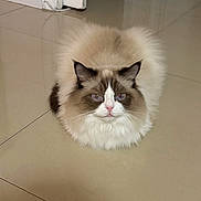 Jhonny is registered to the contest to win money with this photo: cat, fluffy, indoor, floor, loaf, pet, animal, fur, sitting, grumpy, brown, white, pink_nose, ears, whiskers, domestic, cute, feline, portrait, tile_floor