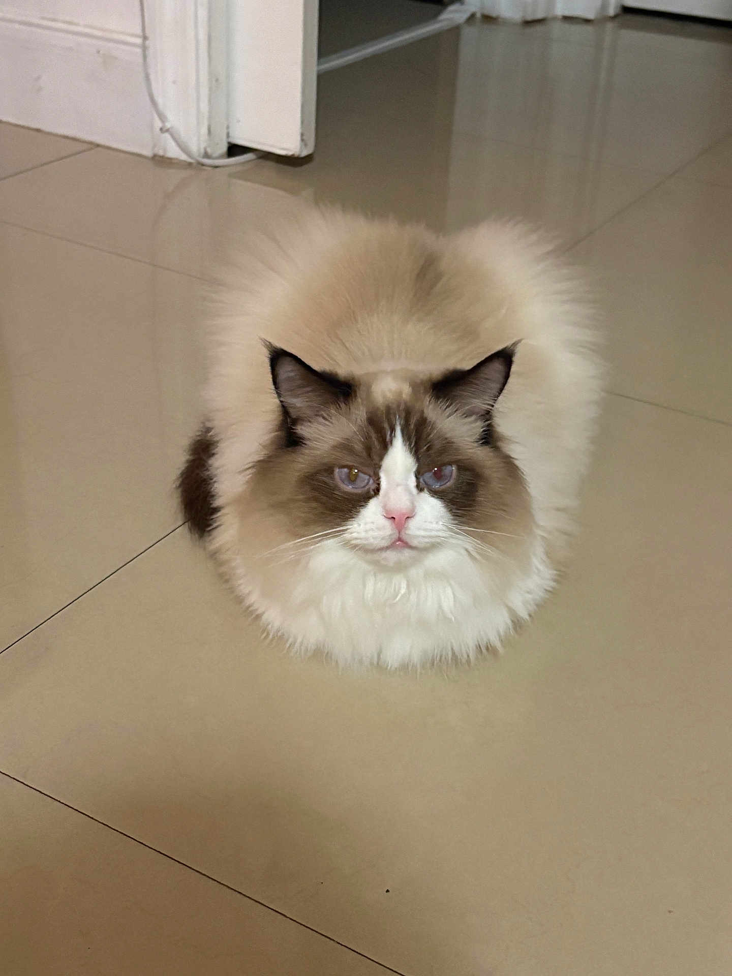 Jhonny is registered to the contest to win money with this photo: cat, fluffy, indoor, floor, loaf, pet, animal, fur, sitting, grumpy, brown, white, pink_nose, ears, whiskers, domestic, cute, feline, portrait, tile_floor