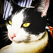 Sal joined the competition — help win amazing prizes! alert, animal, black_and_white, cat, closeup, curious, cute, domestic, face, feline, focused, fur, indoor, mammal, pet, pink_nose, portrait, soft_light, whiskers, yellow_eyes