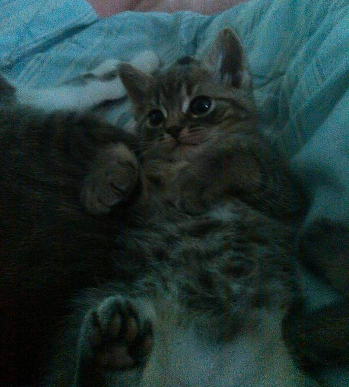 Chad joined the competition — help win amazing prizes! carnivore, cat, claw, comfort, domestic_short_haired_cat, felidae, fur, grey, paw, small_to_medium_sized_cats, snout, tail, terrestrial_animal, whiskers