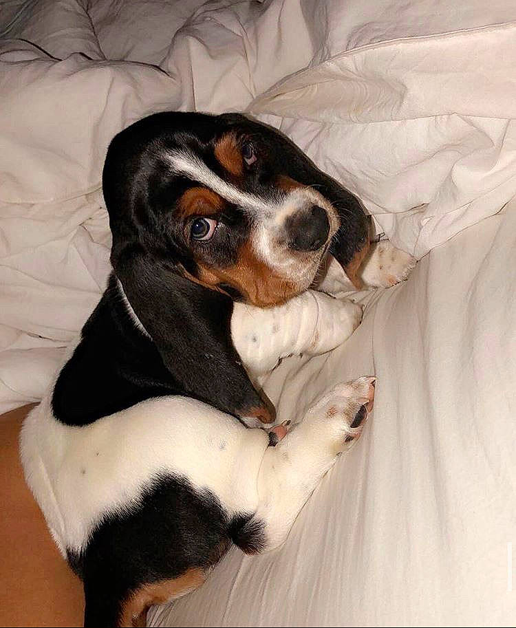 Rufus joined the competition — help win amazing prizes! beaglier, canidae, carnivore, companion_dog, coonhound, dog, dog_breed, entlebucher_mountain_dog, finnish_hound, greater_swiss_mountain_dog, hound, mammal, pocket_beagle, puppy, puppy_love, rare_breed_dog, schweizer_laufhund, sporting_group, treeing_walker_coonhound, vertebrate
