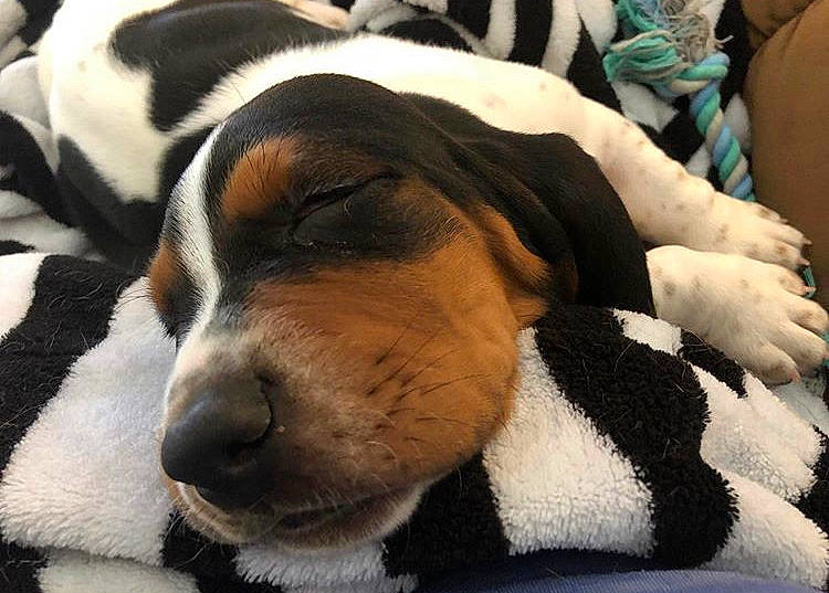 Rufus joined the competition — help win amazing prizes! american_foxhound, artois_hound, basset_artesien_normand, basset_hound, canidae, carnivore, coonhound, dog, dog_breed, finnish_hound, hound, mammal, nap, nose, puppy_love, scent_hound, schweizer_laufhund, snout, treeing_walker_coonhound, vertebrate