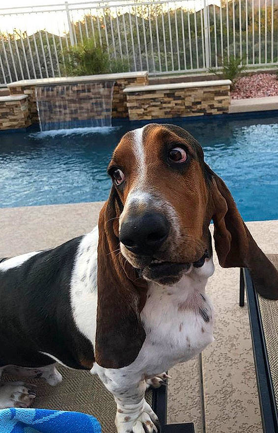Rufus joined the competition — help win amazing prizes! basset_artesien_normand, basset_hound, canidae, carnivore, companion_dog, coonhound, dog, dog_breed, estonian_hound, fawn, hound, hunting_dog, mammal, rare_breed_dog, scent_hound, schweizer_laufhund, snout, sporting_group, treeing_walker_coonhound, vertebrate