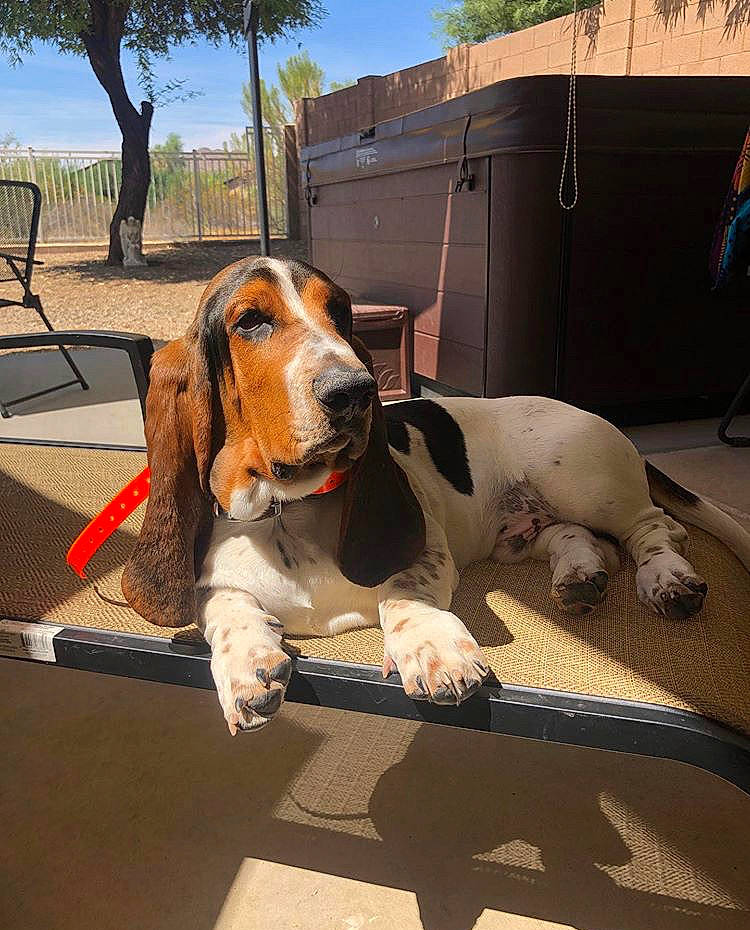 Rufus is registered to the contest to win money with this photo: american_foxhound, artois_hound, basset_artesien_normand, basset_hound, beagle, canidae, carnivore, coonhound, dog, dog_breed, estonian_hound, hound, mammal, rare_breed_dog, scent_hound, schweizer_laufhund, snout, sporting_group, treeing_walker_coonhound, vertebrate