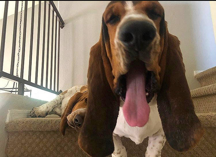 Rufus joined the competition — help win amazing prizes! artois_hound, basset_artesien_normand, basset_bleu_de_gascogne, basset_hound, bracco_italiano, canidae, carnivore, companion_dog, dog, dog_breed, fawn, gascon_saintongeois, hound, mammal, rare_breed_dog, scent_hound, schweizer_laufhund, snout, sporting_group, vertebrate