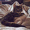 cat, kitten, fluffy, long_hair, gray, brown, animal, pet, feline, face, eyes, ears, whiskers, tail, lying_down, bed, blanket, bedroom, indoor, cozy
