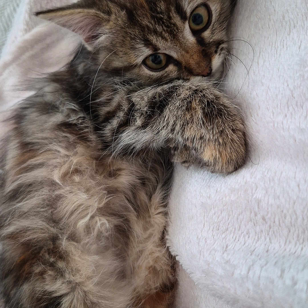 Berlioz