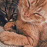 Berlioz a rejoint le concours — aidez-le/la à gagner de superbes lots ! cats, kittens, orange_tabby, dark_tabby, sleeping, cuddling, pet, furry, whiskers, closed_eyes, paws, indoor, cozy, blanket, soft_texture, portrait, closeup, relaxed, adorable, nap