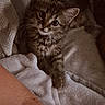 Berlioz a rejoint le concours — aidez-le/la à gagner de superbes lots ! kitten, cat, fluffy, tabby, fur, whiskers, ears, eyes, face, paw, pet, animal, cute, portrait, indoor, blanket, couch, cozy, relaxed, photography
