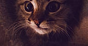 Berlioz a rejoint le concours — aidez-le/la à gagner de superbes lots ! cat, kitten, furry, fluffy, long_hair, whiskers, eyes, ears, face, portrait, close_up, indoors, dim_lighting, shadow, brown_fur, black_fur, curious, cute, pet, animal