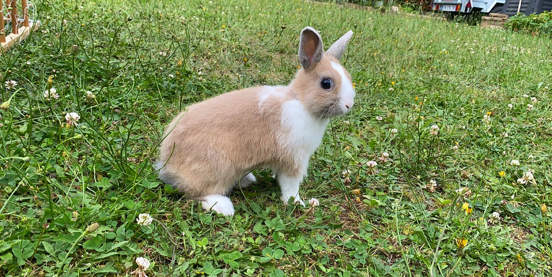 Raven a rejoint le concours — aidez-le/la à gagner de superbes lots ! adaptation, domestic_rabbit, fawn, grass, hare, mammal, organism, plant, rabbit, rabbits_and_hares, snowshoe_hare, vertebrate, whiskers, wildlife, wood_rabbit