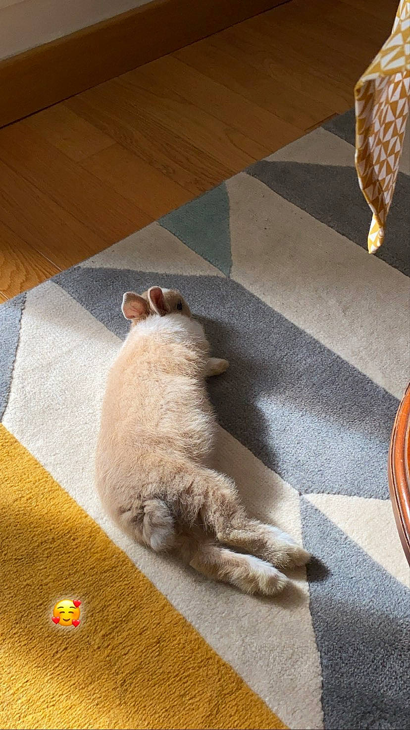 Raven a rejoint le concours — aidez-le/la à gagner de superbes lots ! beige, canidae, carnivore, carpet, cavapoo, cockapoo, dog, fawn, floor, flooring, goldendoodle, labradoodle, non_sporting_group, poodle, spanish_water_dog, sporting_group, tail