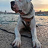 animal_photography, bulldog, canine, cityscape, collar, dog, harbor, harness, leash, marina, outdoor, paws, pet, portrait, sailboats, seaside, sitting, sunset, waterfront, white_dog