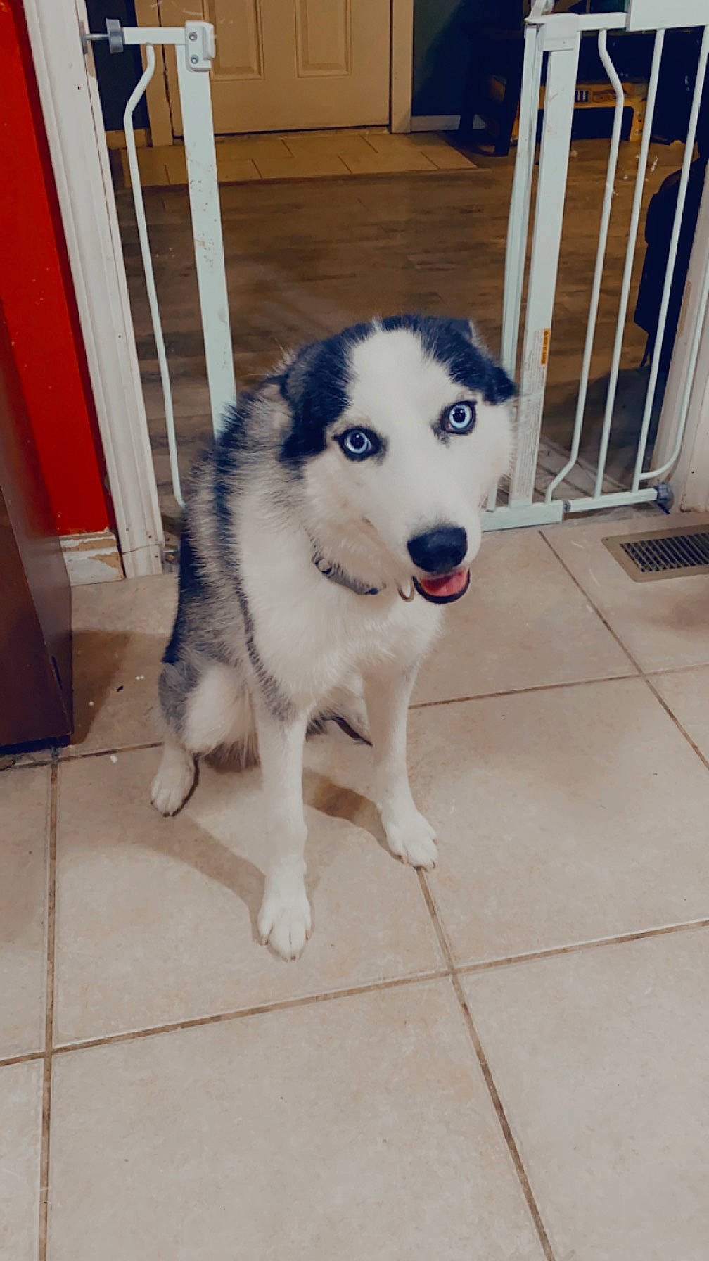 Oreo is registered to the contest to win money with this photo: canidae, carnivore, companion_dog, dog, dog_breed, dog_supply, fawn, flooring, foot, fur, guard_dog, paw, pet_supply, siberian_husky, sled_dog, snout, sporting_group, tail, working_animal, working_dog