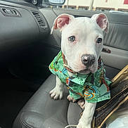 Blanco is registered to the contest to win money with this photo: puppy, dog, white_dog, car_interior, car_seat, hawaiian_shirt, pet_clothing, cute, animal, pet, young_dog, curious, ears, nose, leather_seat, window, daylight, seatbelt, car_door, indoor