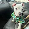 puppy, dog, white_dog, car_interior, car_seat, hawaiian_shirt, pet_clothing, cute, animal, pet, young_dog, curious, ears, nose, leather_seat, window, daylight, seatbelt, car_door, indoor