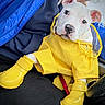 Blanco is registered to the contest to win money with this photo: puppy, dog, raincoat, yellow, boots, pet, indoors, car, lap, person, blue_jacket, cute, white_dog, rain_gear, animal, young_dog, pet_clothing, sitting, closeup, adorable