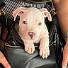 Blanco joined the competition — help win amazing prizes! puppy, dog, white_puppy, blue_eyes, black_leather_bag, zipper, human_hands, tattoo, nails, cute, pet, indoor, closeup, animal, fur, snout, paw, portrait, domestic_animal, resting