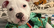 Blanco is registered to the contest to win money with this photo: puppy, dog, white_dog, tropical_shirt, bed, indoor, cute, pet, animal, plush_toy, scooby_doo_toy, relaxed, portrait, closeup, colorful_clothing, cozy, laying_down, canine, domestic_animal, soft_lighting
