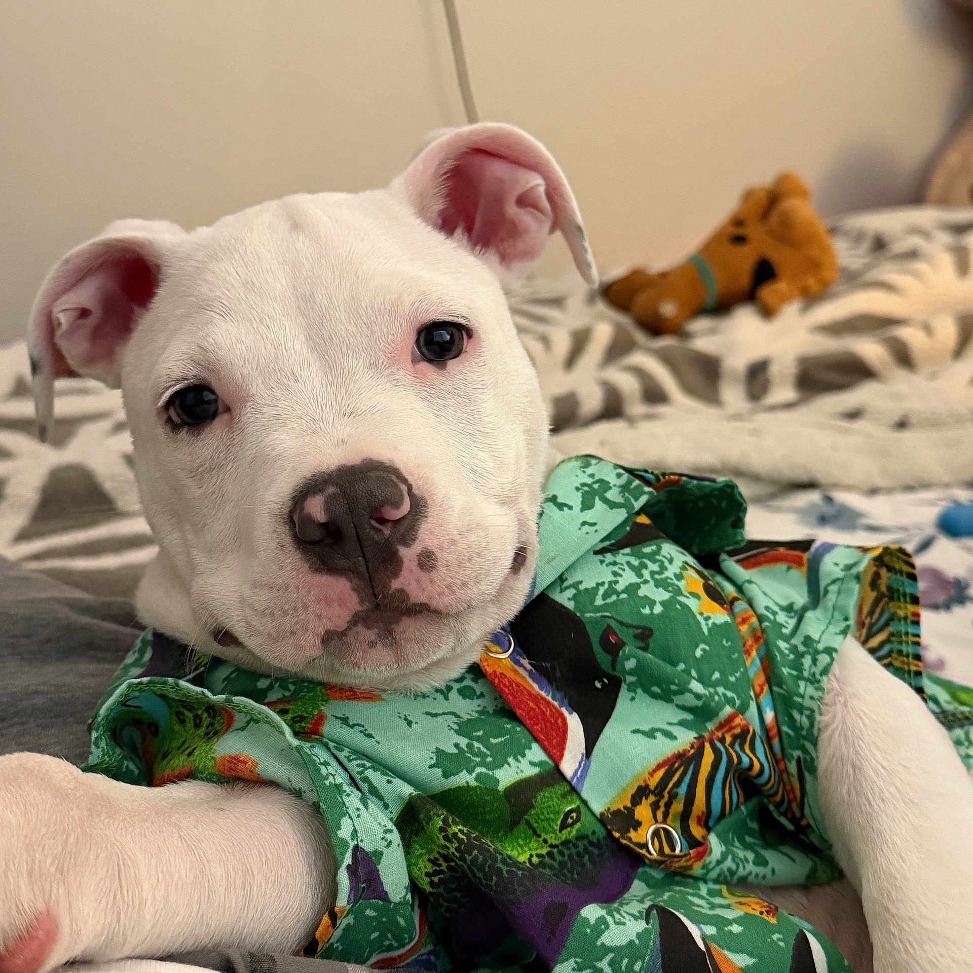Blanco is registered to the contest to win money with this photo: puppy, dog, white_dog, tropical_shirt, bed, indoor, cute, pet, animal, plush_toy, scooby_doo_toy, relaxed, portrait, closeup, colorful_clothing, cozy, laying_down, canine, domestic_animal, soft_lighting