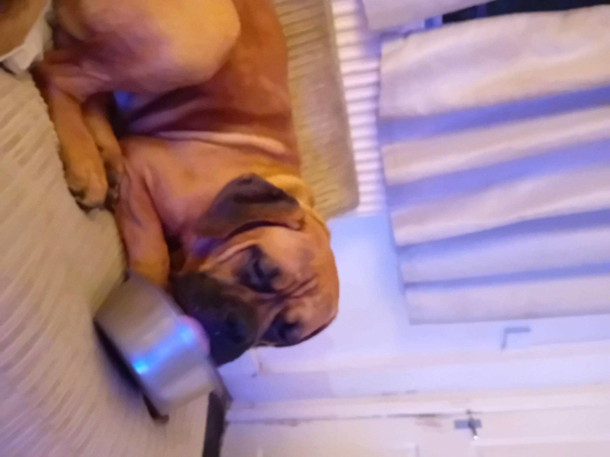 Bailey joined the competition — help win amazing prizes! comfort, electric_blue, fun, room