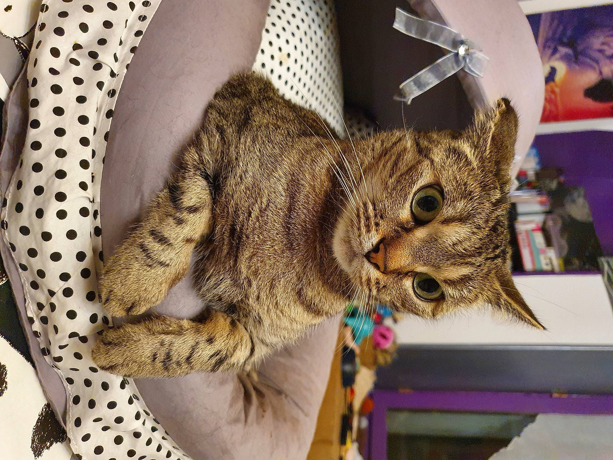 Louna a rejoint le concours — aidez-le/la à gagner de superbes lots ! art, carnivore, cat, claw, domestic_short_haired_cat, fawn, felidae, fur, pattern, small_to_medium_sized_cats, snout, tail, terrestrial_animal, tree, whiskers, wildlife