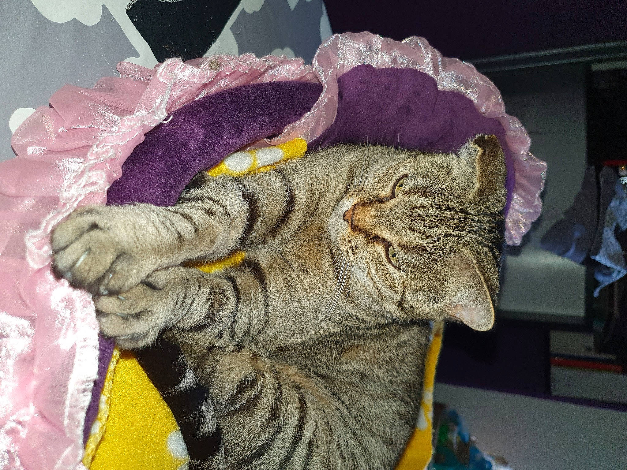 Louna participe au concours pour gagner de l'argent avec cette photo : art, cat, craft, creative_arts, ear, eyelash, fashion_accessory, felidae, fur, jaw, magenta, organism, sculpture, small_to_medium_sized_cats, snout, thread, visual_arts, whiskers, wool, wrinkle