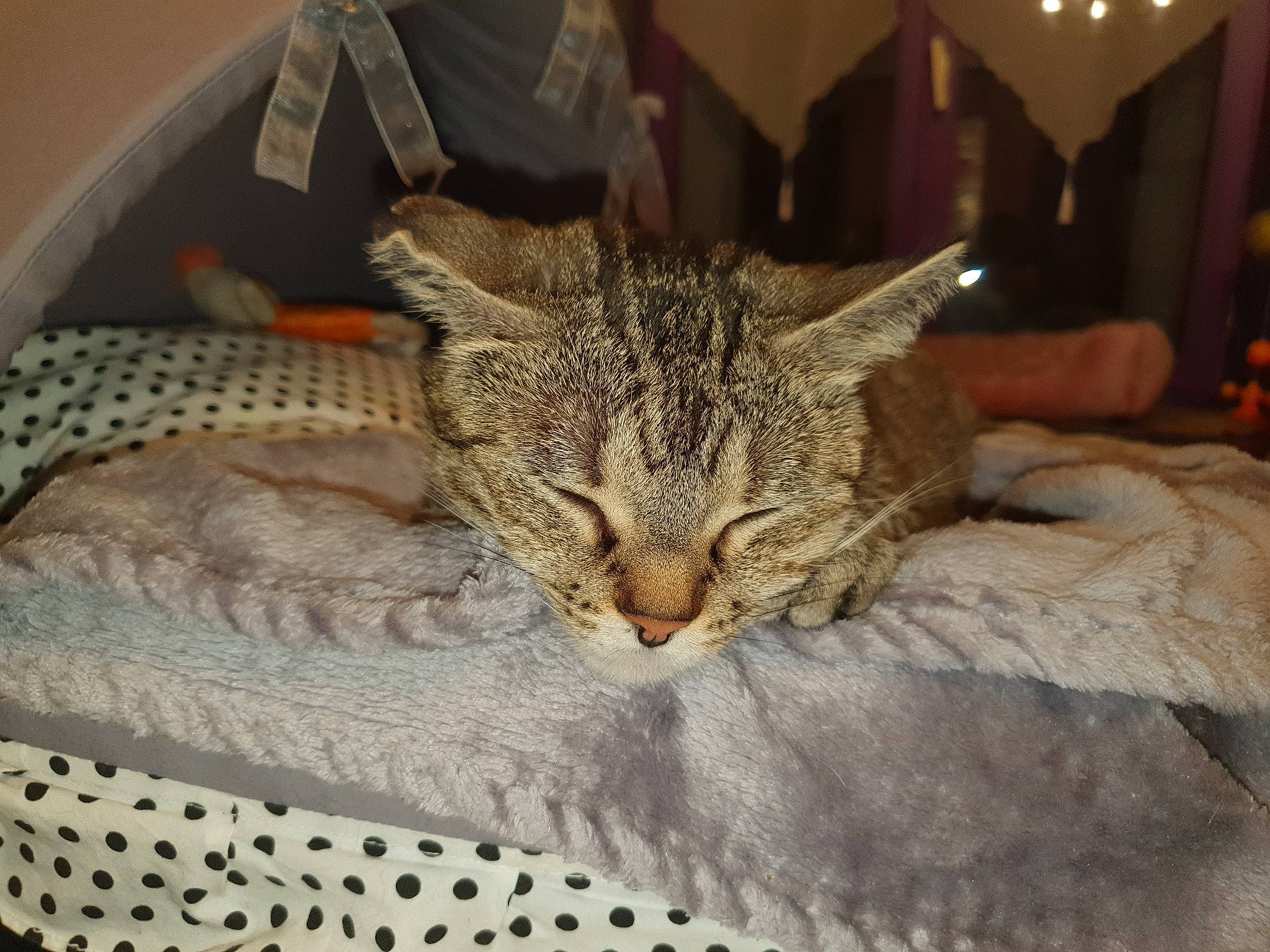 Louna participe au concours pour gagner de l'argent avec cette photo : bed, bedding, carnivore, cat, cat_bed, cat_supply, claw, comfort, domestic_short_haired_cat, felidae, fur, linens, nap, pattern, small_to_medium_sized_cats, snout, tail, terrestrial_animal, tree, whiskers