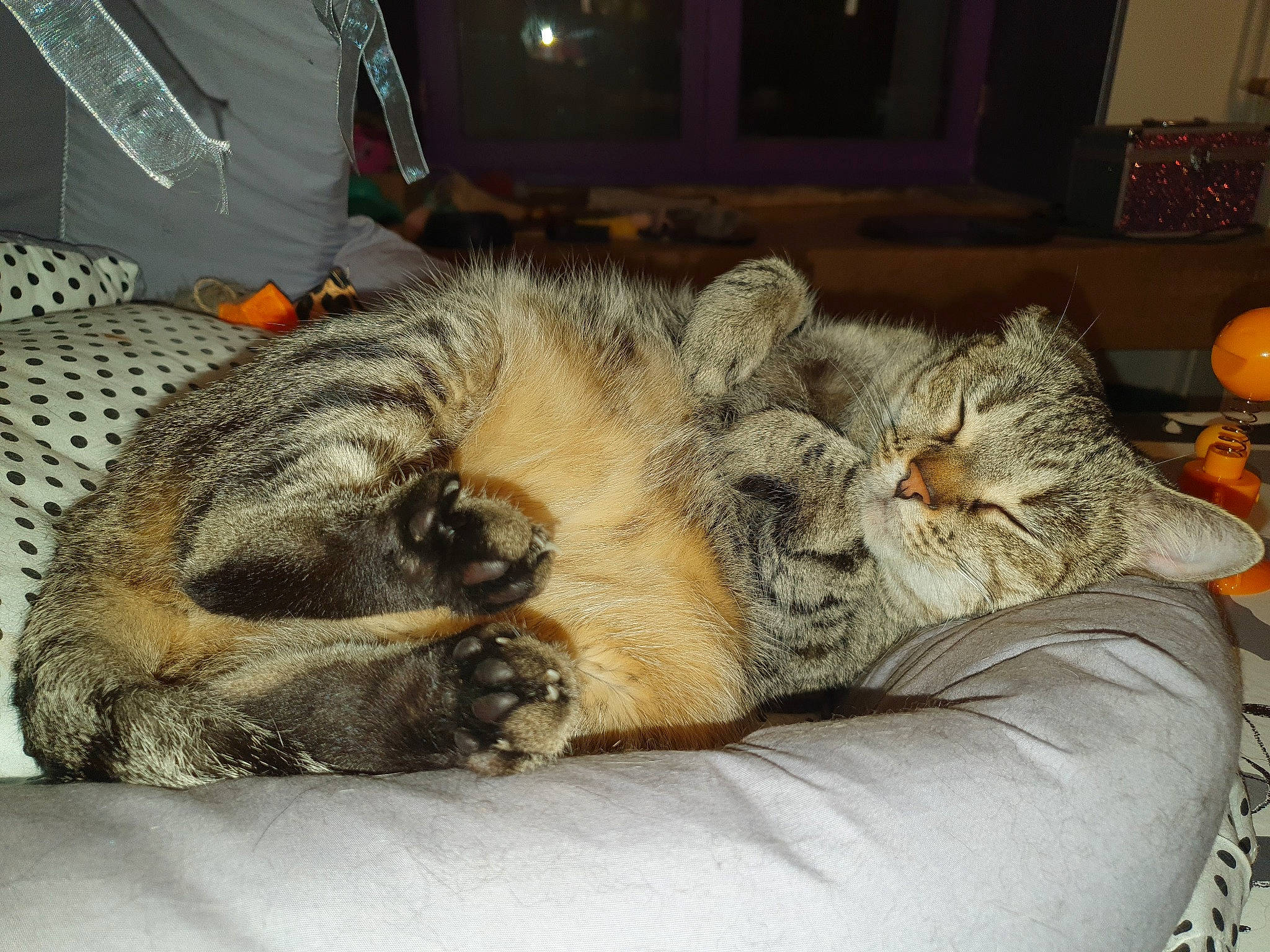 Louna participe au concours pour gagner de l'argent avec cette photo : canidae, carnivore, cat, claw, comfort, domestic_short_haired_cat, fawn, felidae, fur, gourd, grey, nap, paw, pumpkin, sleep, small_to_medium_sized_cats, snout, tail, whiskers, wildlife