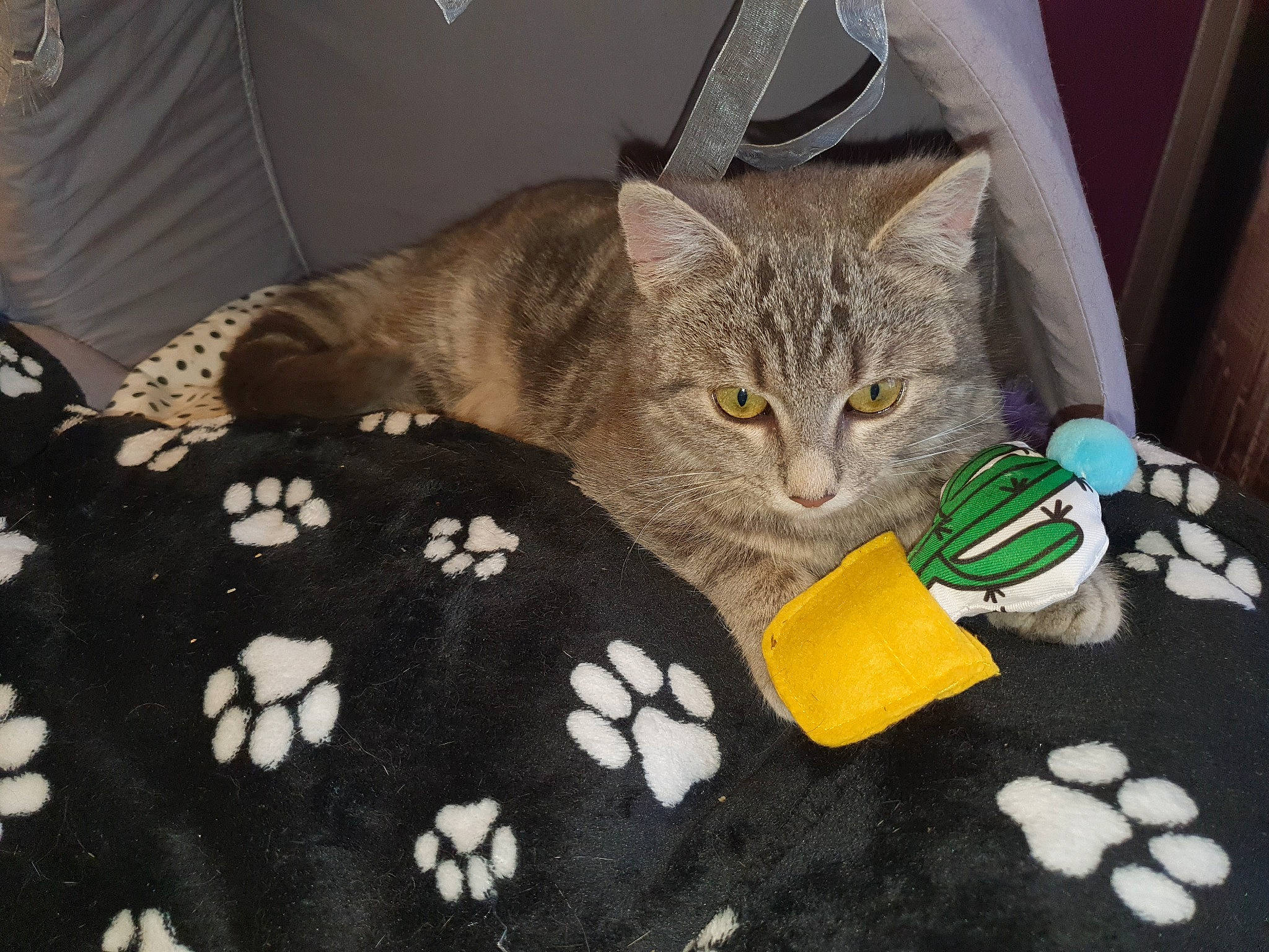 Maya a rejoint le concours — aidez-le/la à gagner de superbes lots ! box, carnivore, cat, cat_supply, claw, comfort, couch, domestic_short_haired_cat, felidae, fur, grey, linens, pattern, paw, room, small_to_medium_sized_cats, snout, tail, textile, whiskers