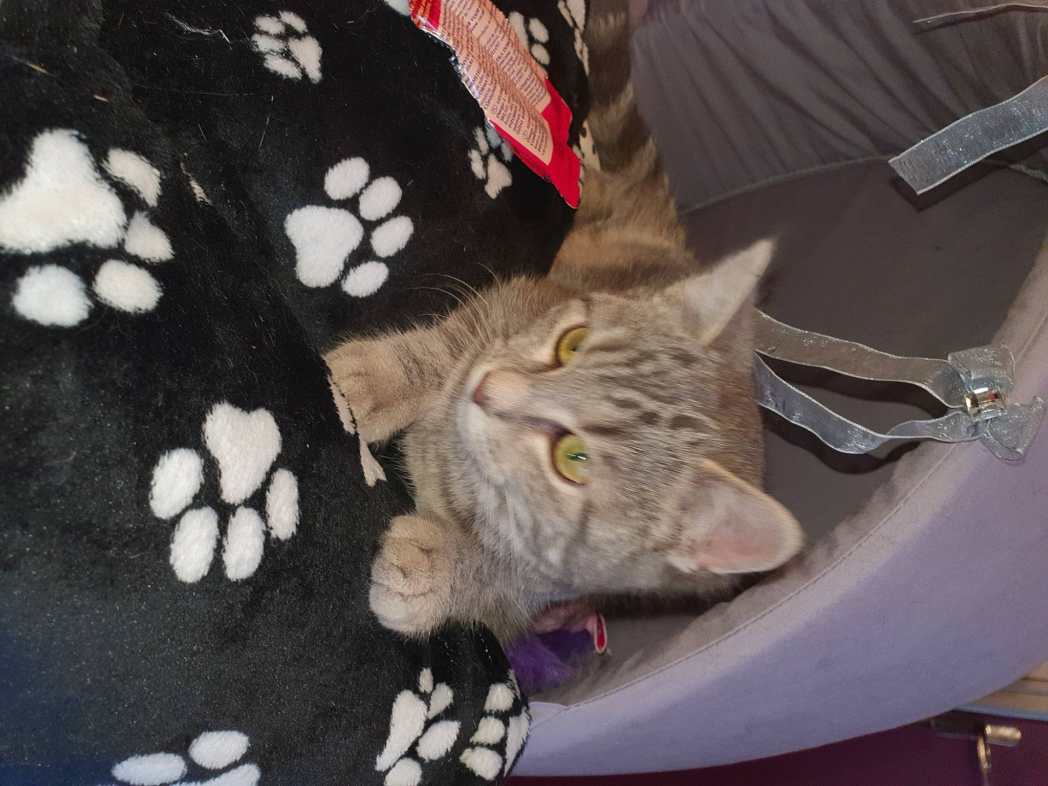 Maya participe au concours pour gagner de l'argent avec cette photo : bag, carnivore, cat, claw, comfort, domestic_short_haired_cat, fashion_accessory, fawn, felidae, fur, linens, pattern, paw, sleeve, small_to_medium_sized_cats, snout, t_shirt, tail, textile, whiskers