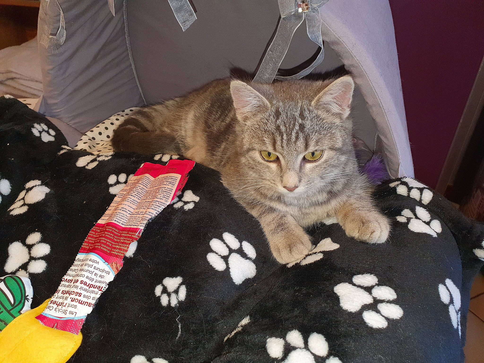 Maya participe au concours pour gagner de l'argent avec cette photo : bag, bed, bed_sheet, bedding, carnivore, cat, comfort, domestic_short_haired_cat, fawn, felidae, fur, grey, linens, pattern, paw, room, small_to_medium_sized_cats, tail, textile, whiskers