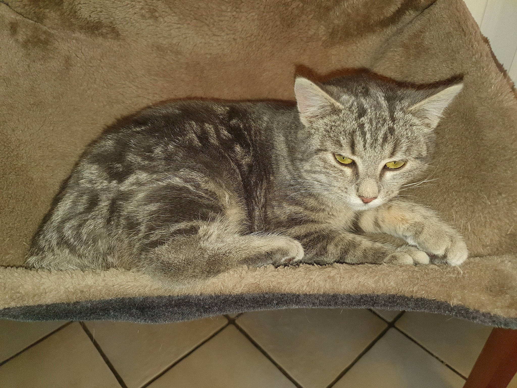 Maya a rejoint le concours — aidez-le/la à gagner de superbes lots ! art, carnivore, cat, comfort, domestic_short_haired_cat, drawing, felidae, fur, grey, illustration, mammal, paw, rectangle, sitting, small_to_medium_sized_cats, tail, terrestrial_animal, vertebrate, whiskers, window