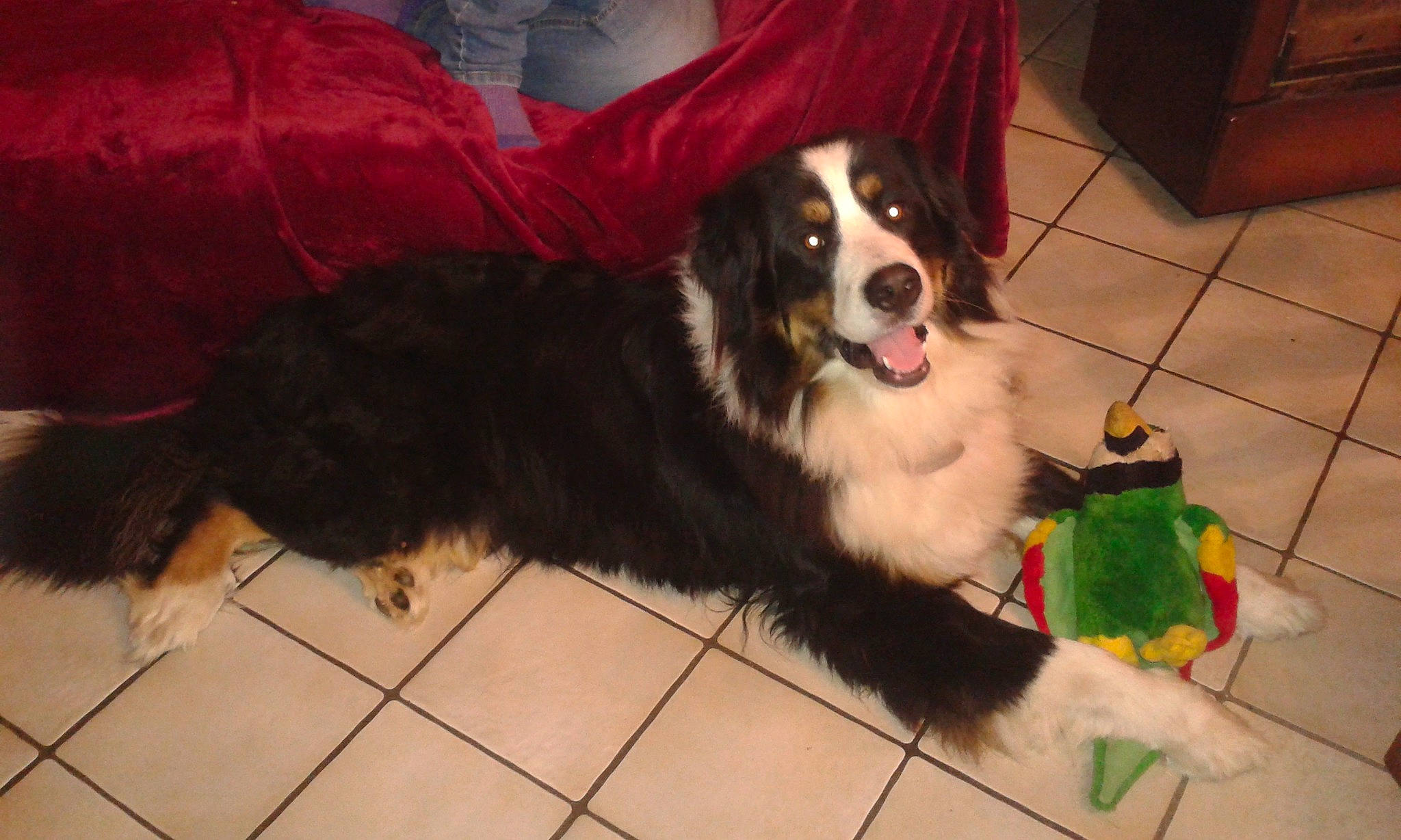 Jumbo participe au concours pour gagner de l'argent avec cette photo : border_collie, canidae, carnivore, cavalier_king_charles_spaniel, cocker_spaniel, companion_dog, dog, dog_breed, dog_supply, floor, flooring, fur, gun_dog, herding_dog, snout, spaniel, sporting_group, toy_dog, whiskers, working_dog