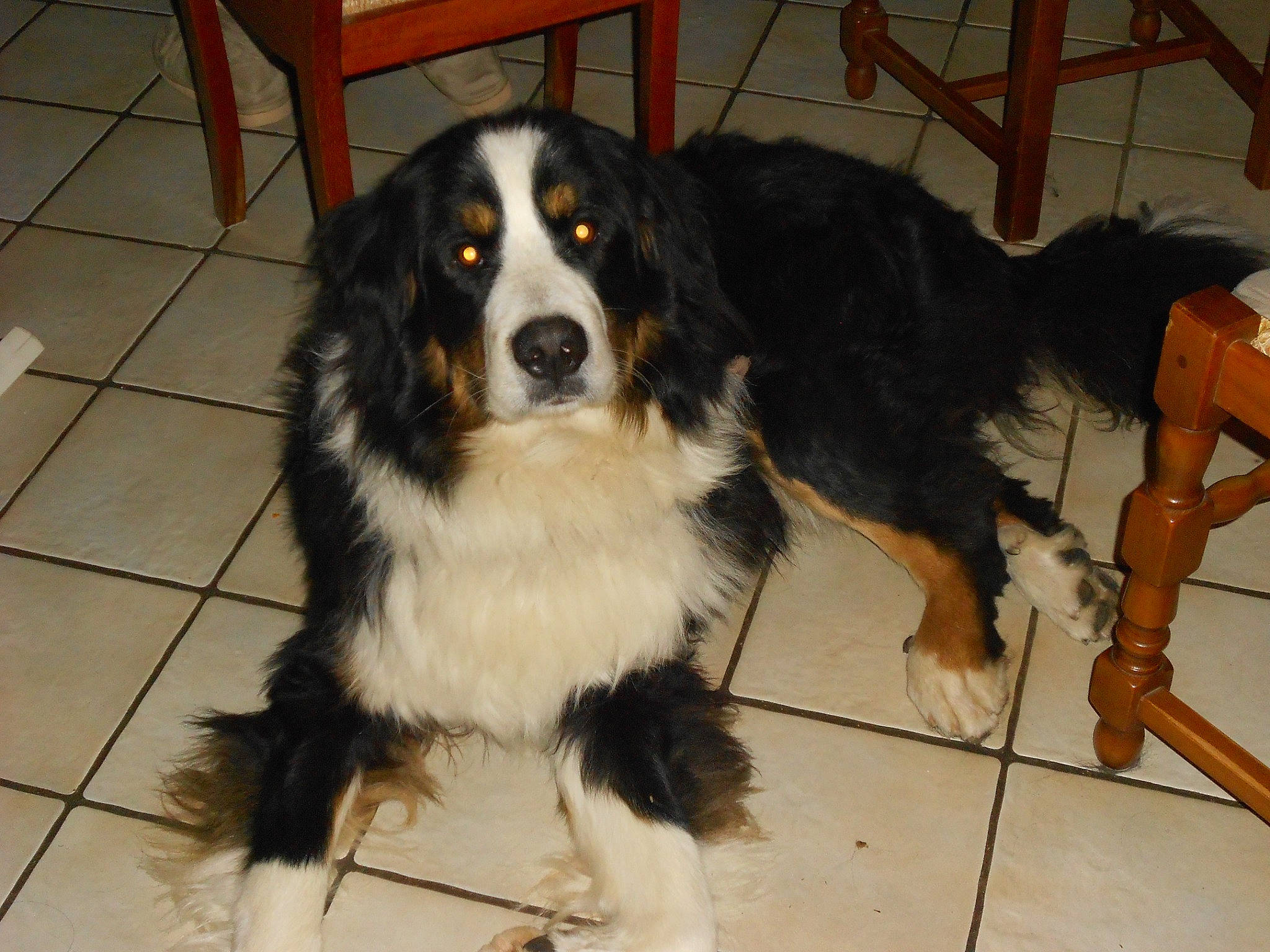 Jumbo a rejoint le concours — aidez-le/la à gagner de superbes lots ! bored, canidae, carnivore, companion_dog, dog, dog_breed, flooring, fur, gaddi_kutta, giant_dog_breed, herding_dog, snout, sporting_group, working_dog