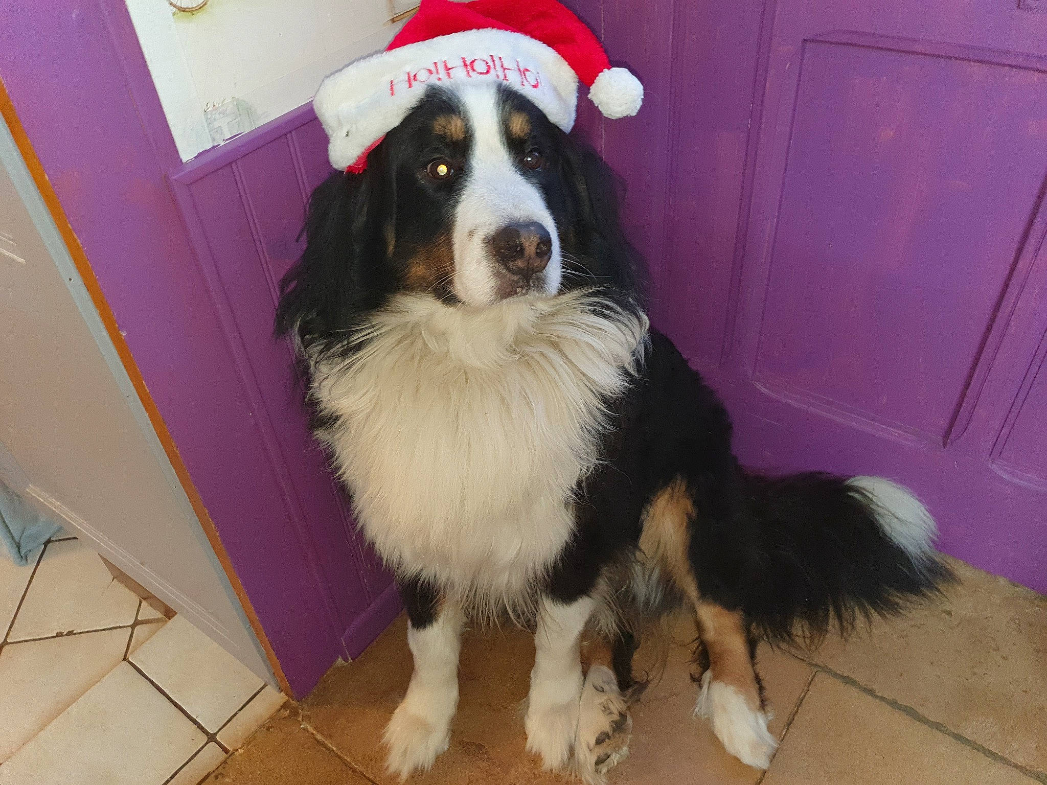 Jumbo participe au concours pour gagner de l'argent avec cette photo : border_collie, canidae, carnivore, companion_dog, dog, dog_breed, dog_supply, door, flooring, fur, giant_dog_breed, herding_dog, mammal, snout, sporting_group, tile_flooring, working_animal, working_dog